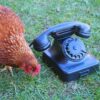Ring me ASAP (30 min video conference)