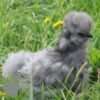 Bearded Silkie Chicken True Blue