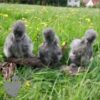 Bearded Silkie Chicken True Blue