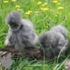 Bearded Silkie Chicken True Blue