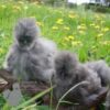 Bearded Silkie Chicken True Blue