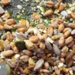 Forager Broody Hen Treat Mix