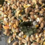 Forager B12 Immune System Booster Treat Mix