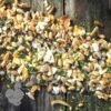 Forager Layers Aid Calcium Boost Treat Mix