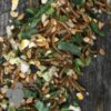 Forager Feather Moult Boost Treat Mix