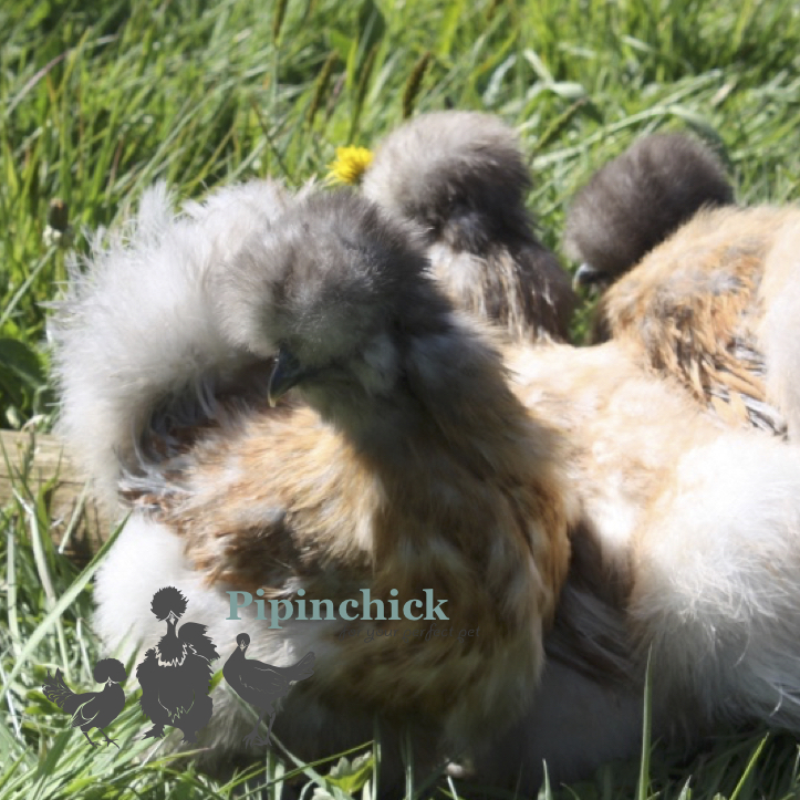 Bearded Silkie Chicken Mixed Flock 