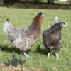 Hybrid Bluebell Chicken