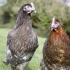 Hybrid Bluebell Chicken