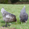 Hybrid Bluebell Chicken