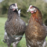 Hybrid Bluebell Chicken