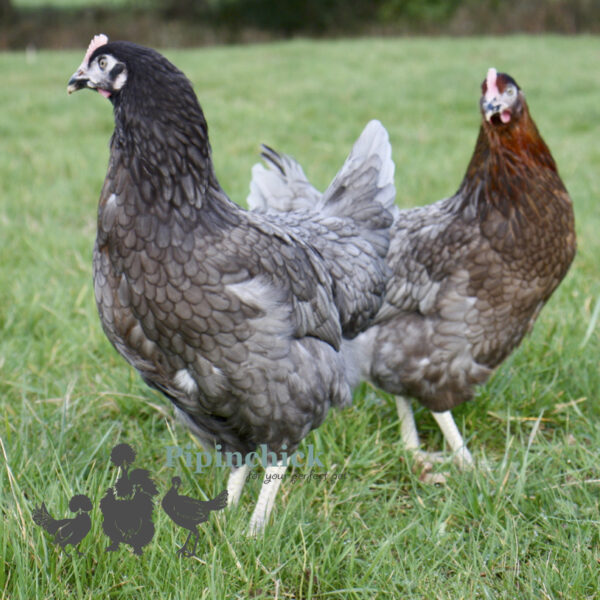 Hybrid Bluebell Chicken