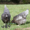 Hybrid Bluebell Chicken