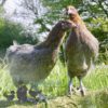 Emerald Olive Hens