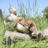 Faverolles Chickens Salmon