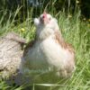 Faverolles Chickens Salmon