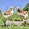 Faverolles Chickens Salmon