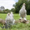 Brahma Chicken Isabella