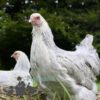 Brahma Chicken Isabella