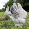 Brahma Chicken Isabella