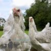 Brahma Chicken Isabella