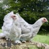 Brahma Chicken Isabella