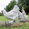 Brahma Chicken Isabella
