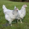 Hybrid Lavender Splash Chicken