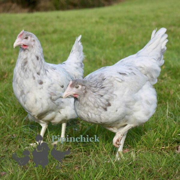 Hybrid Lavender Splash Chicken