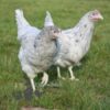 Hybrid Lavender Splash Chicken