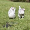Hybrid Lavender Splash Chicken