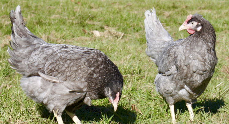 Emerald Olive Hybrid Hens