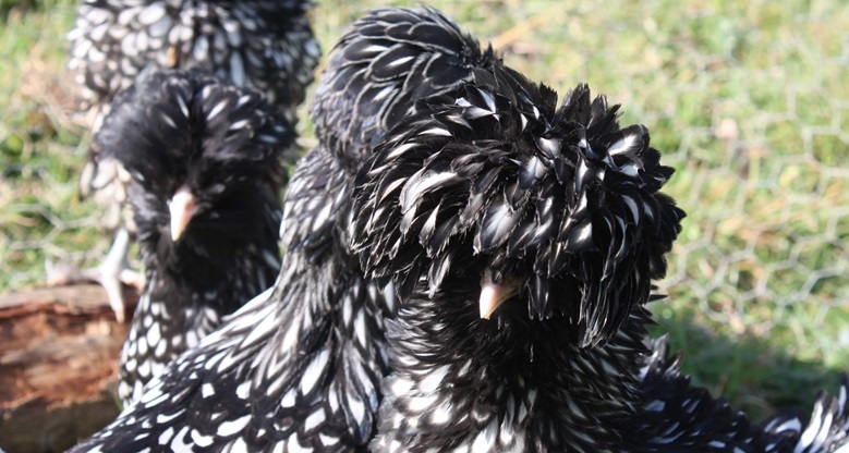 Polish Laced Chicken