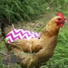 Chicken Anti-Peck Saddles