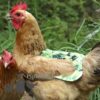 Chicken Anti-Peck Saddles