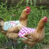 Chicken Anti-Peck Saddles
