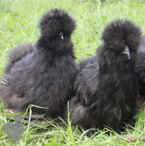 Bearded Silkie Chicken Mixed Flock 