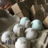 Monthly Subscription Box