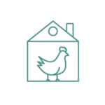 Bluebell Hybrid Laying Chicken | Buy Pipinchick Hens Online UK