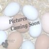 Bantam Sablepoot Mottled Partridge