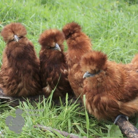 silkie red chickens