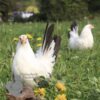 Ornamental Flock