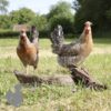 Hybrid Cuckoo Legbar Chicken