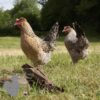 Hybrid Cuckoo Legbar Chicken