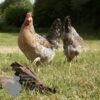 Hybrid Cuckoo Legbar Chicken
