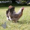 Hybrid Cuckoo Legbar Chicken