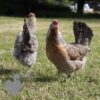 Hybrid Cuckoo Legbar Chicken