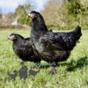 Hybrid Bronze Egger Chicken