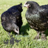 Hybrid Bronze Egger Chicken