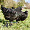 Hybrid Bronze Egger Chicken