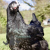 Hybrid Bronze Egger Chicken